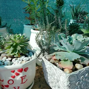 Succulent arrangements