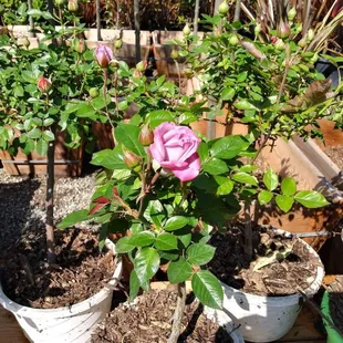 Rose trees at jonnhy's Nursery.