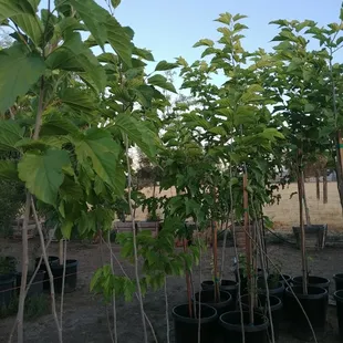 Mulberry shade trees At jonnhy's Nursery in Tulare.