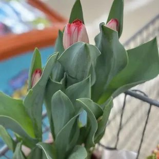  basket of flowers