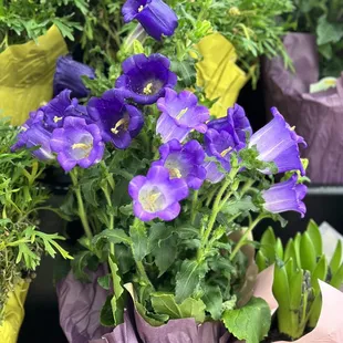  variety of flowers