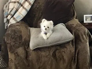 Castillo's Furniture