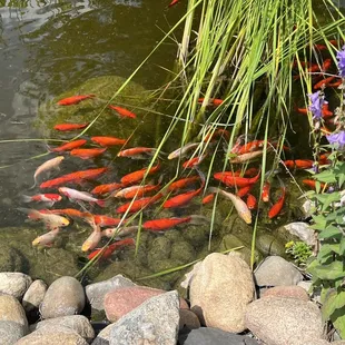 Koi in the garden pond