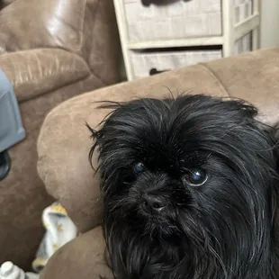 Willy he loves his vet and everyone in the clinic