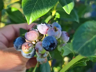 Little Hill Berry Farm