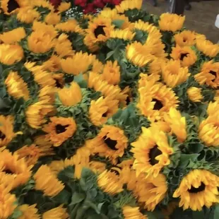 Sunflowers !!
