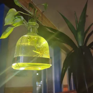Very Cool Tequila Bottle Planter Pendant Lights