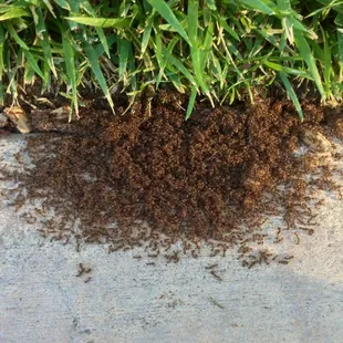 ANTS!