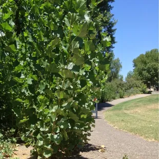 Bushes growing in the concrete