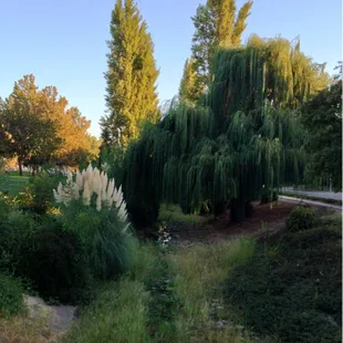 The creek