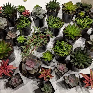 Succulent Workshop hosted by Sprig Flower Co.