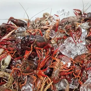 Live Crawfish Available !!