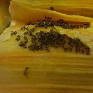 Ants cooked in all of my tamles today. Four separate bunches. unforgivable