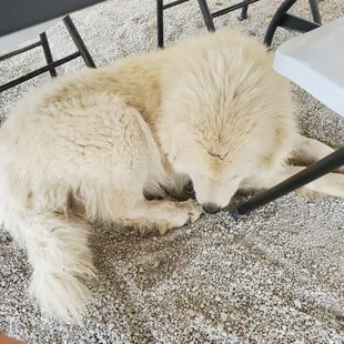 Wonderful dog cooling off under our table