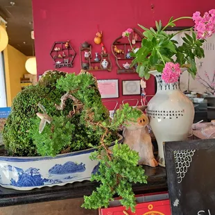 2nd Bonsai that Chef David has manicured