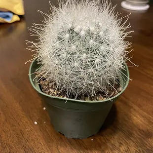 Plant store