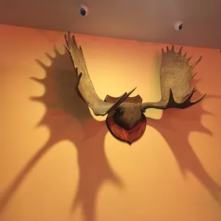 a moose head mounted on a wall