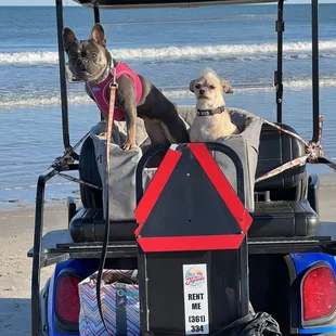 The pups love the beach and golf cart rides
