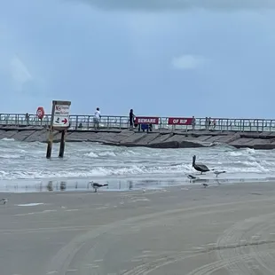 The jetty and some birds