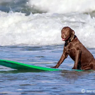 Dog enjoying the waves on Mustang Island, Texas - photo by DL Dean