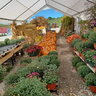 a variety of pumpkins