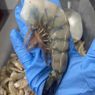 a shrimp being held by a glove