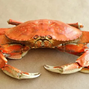 Fresh Dungeness Crab / Live or Cooked sell by preorder - Call Now