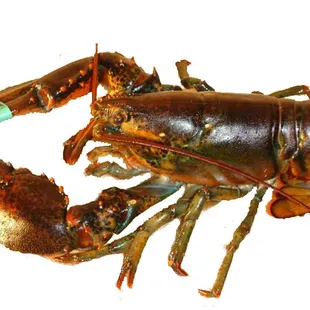 Live Man Lobster 1lb, 2lb, 3lb sell by Pre-order, Call now