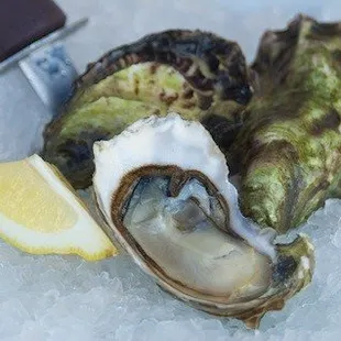 Live Oyster Shell Marin Bay from CA USA sell by dozen