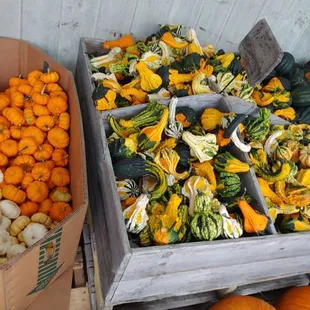 a variety of squash and gourds