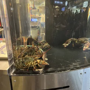 Live lobstors