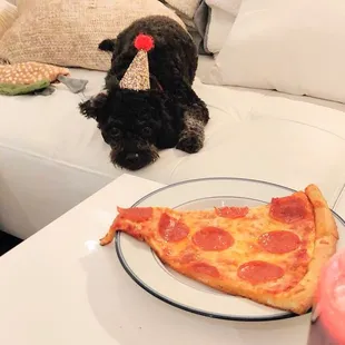 a dog wearing a party hat