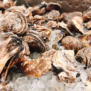 oysters on ice