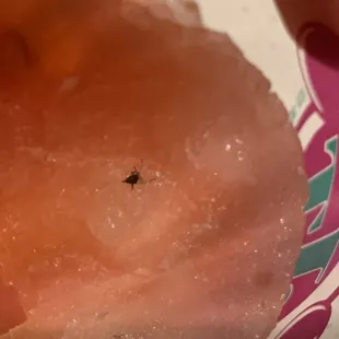 Bug