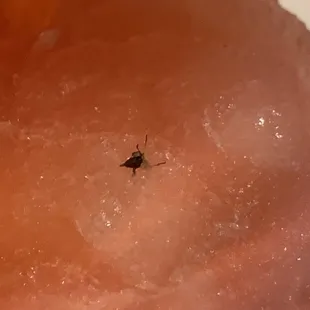 Bug in drink