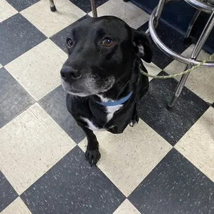 Rocky, the three legged mascot of the bar.