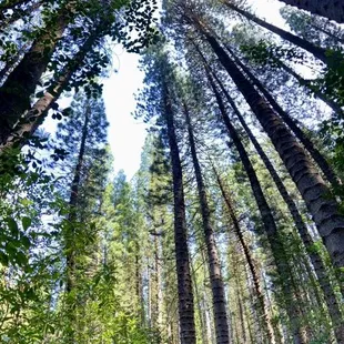 Magnificent trees
