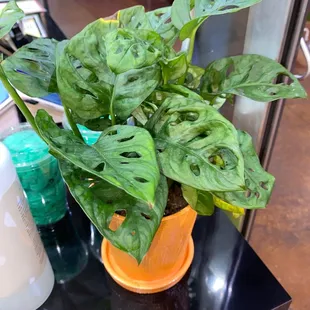 Love this plant they have near the register!