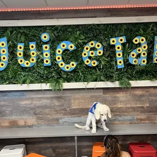 a dog sitting on a bench in front of a sign with sunflowers