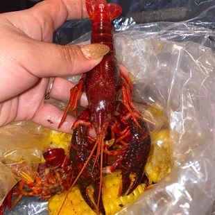 SUCH SATISFYING CRAWFISH!!!!  My craving is complete!