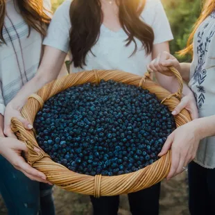 Triple Delight Blueberries // Commercial photography in Fresno, California