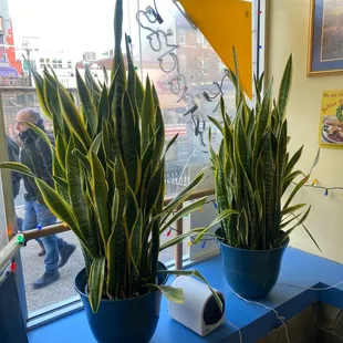 Snake plants, 30 years old