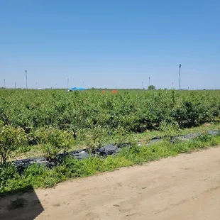 Certified organic blueberrys - 6 varieties available