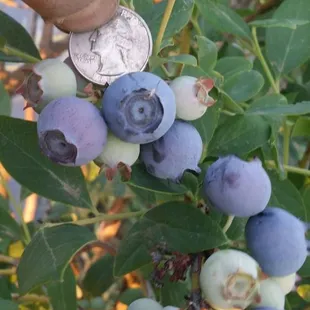 Huge blueberries as big as a quarter !