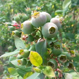 baby blueberry