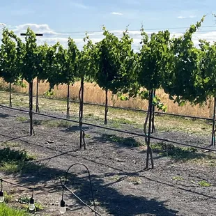 Winery fields