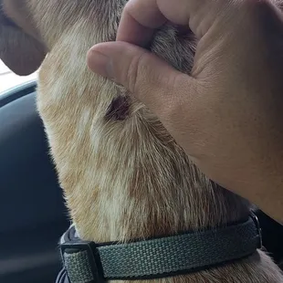 My baby returned to me with what looks like a dog bite on his neck