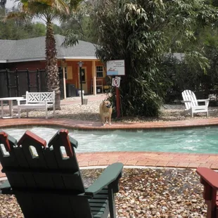 The pool in the big dog area.  (Model: Spenser)