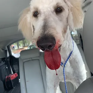 My poor puppy bleeding profusely from the mouth on his way to Capital Vet ER