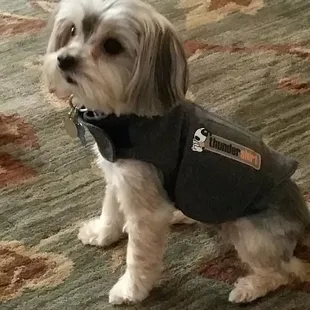 The new model for Thunder Shirt! Stud